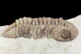 Detailed, Long Kainops Trilobite - Oklahoma #95681-1